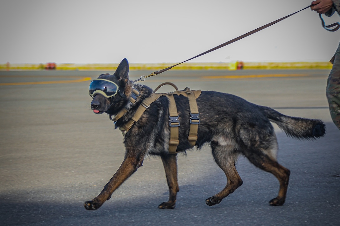 A military working dog in goggles is walked on the tarmac during daylight.