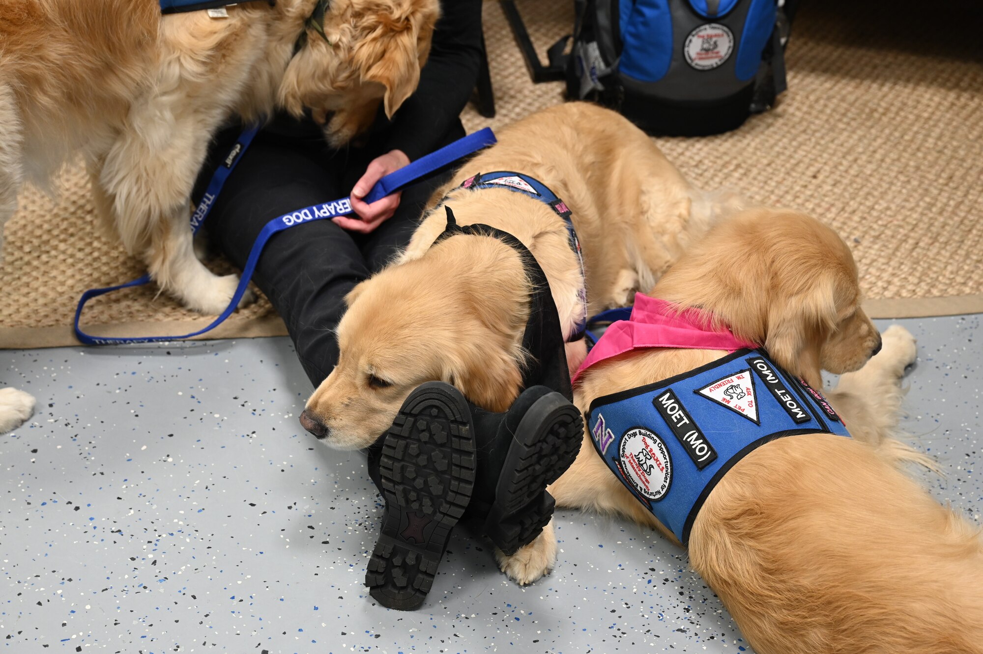 Two Golden Retrievers relax at the New England USO at Westover on April 6, 2024.