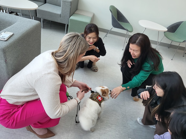 Chip licks the hand of one of the U.S. Army Corps of Engineers – Far East District (FED) employees who attend the American Red Cross Animal Visitation Program (AVP) held at district headquarters, U.S. Army Garrison Humphreys, March 20, 2024. Chip is a certified American Kennel Club Canine Good Citizen dog and participates with his handler, Sarah Woody, a strategic engagement coordinator for FED. (US Army photo by Kim Chong-yun)