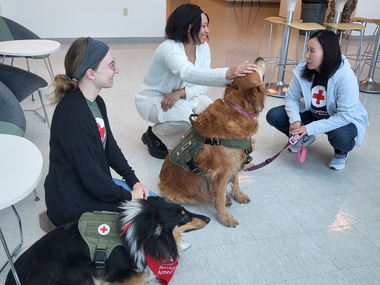 Staff Sgt. Krisynthia Sullivan, a SkillBridge intern from the 11th Engineer Battalion, pets Bella, one of four American Red Cross Animal Visitation Program (AVP) dogs that visited the U.S. Army Corps of Engineers – Far East District on March 20, 2024. The canines’ visit served as a wellness initiative for employees of the district. (US Army photo by Kim Chong-yun)