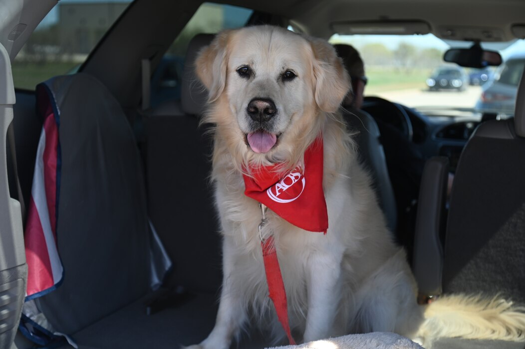 Ranger, a Post Traumatic Stress Disorder service dog, is posed for a picture following the annual Department of Defense Fallen Firefighter Memorial at Goodfellow Air Force Base, Texas March 22, 2024. The memorial included the firefighters’ prayer, lowering of the flags to half-staff, and the firefighters’ final call.  (U.S. Air Force photo by Airman James Salellas)