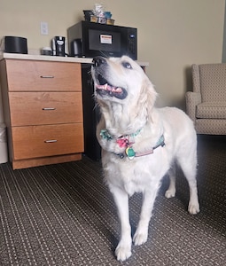 Retriever mix looks to the right in a lodging room.