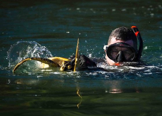 Pacific Islands Fisheries Science Center (PIFSC) staff complete telemetry tagging of green and hawksbill sea turtles at Joint Base Pearl Harbor-Hickam.