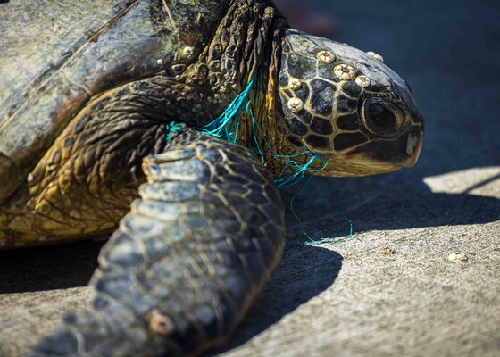 Pacific Islands Fisheries Science Center (PIFSC) staff complete telemetry tagging of green and hawksbill sea turtles at Joint Base Pearl Harbor-Hickam.