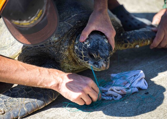 Pacific Islands Fisheries Science Center (PIFSC) staff complete telemetry tagging of green and hawksbill sea turtles at Joint Base Pearl Harbor-Hickam.