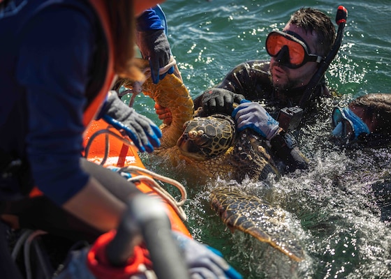 Pacific Islands Fisheries Science Center (PIFSC) staff complete telemetry tagging of green and hawksbill sea turtles at Joint Base Pearl Harbor-Hickam.