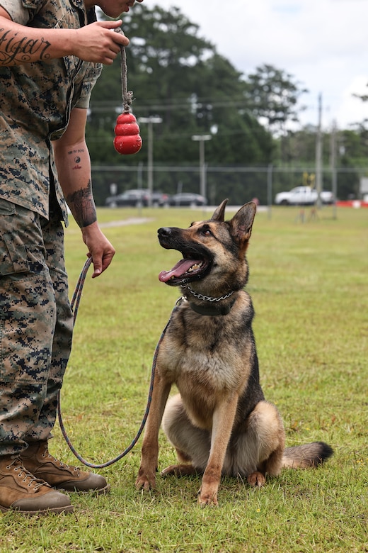 A dog sits in a field staring up longingly at a red toy a Marine holds up with one hand, while holding the dog's leash with the other.