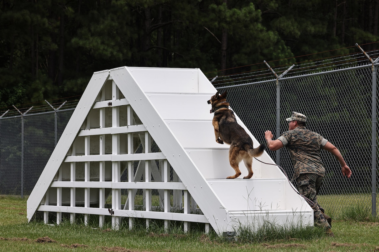 A military working dog runs up stairs on a white, triangular-shaped obstacle as a Marine runs beside him.