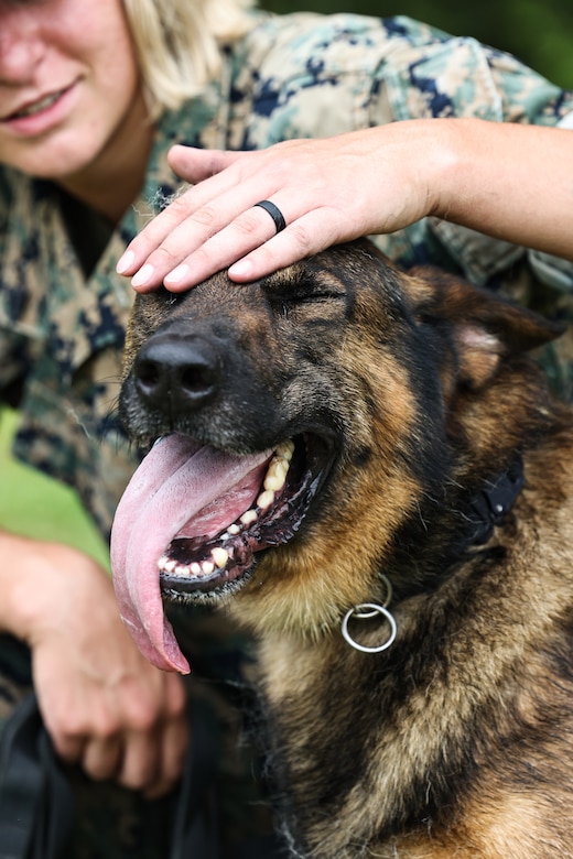 A Marine kneels and pats a the head of a dog whose tongue hangs out of his open mouth.