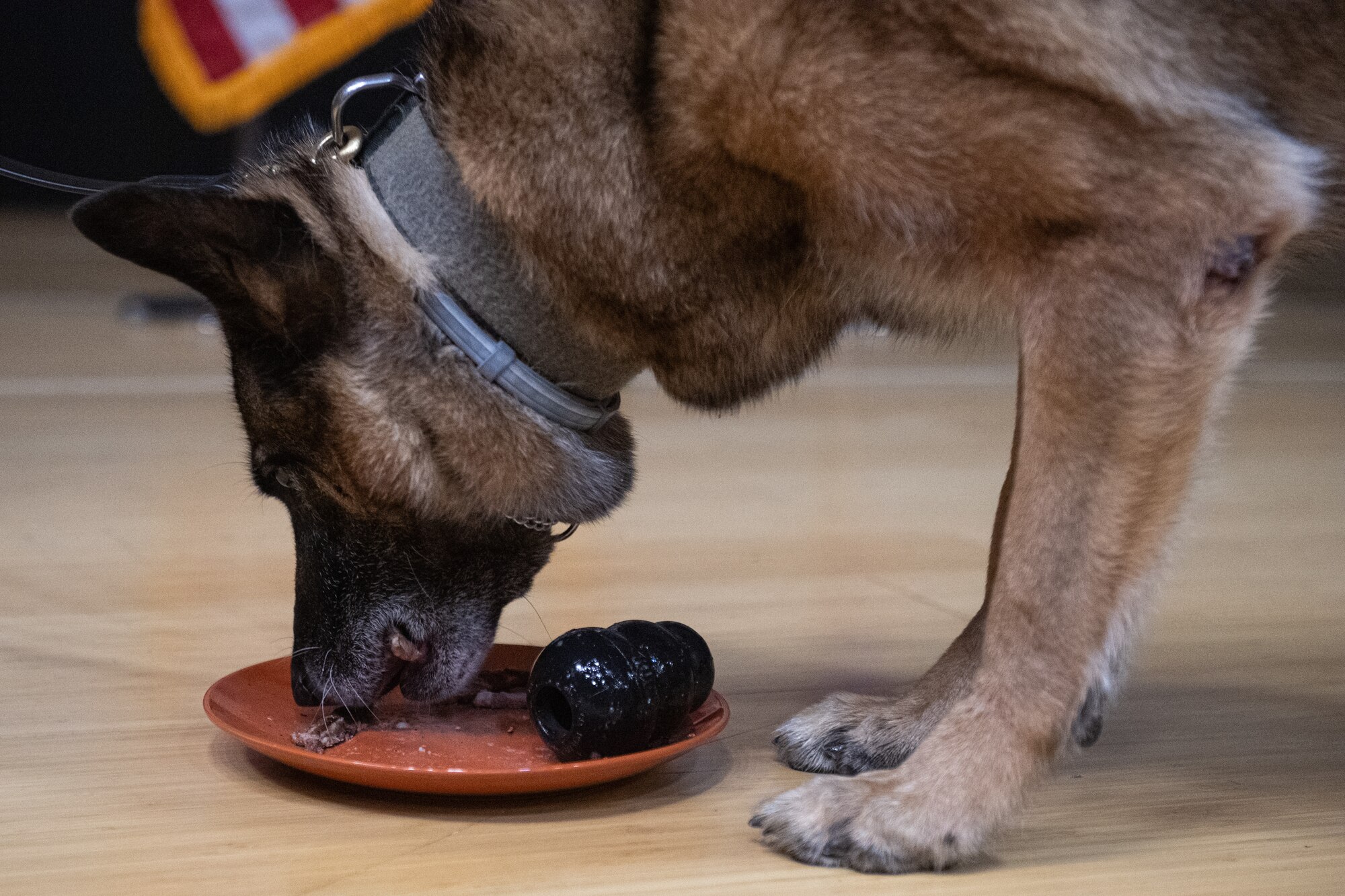 Military working dog Brix eats steak off of a plate.