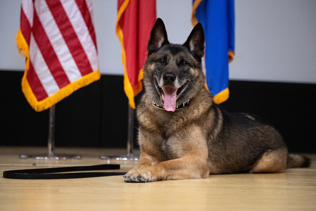 Military working dog Brix lays down on the stage with his tongue hanging out.