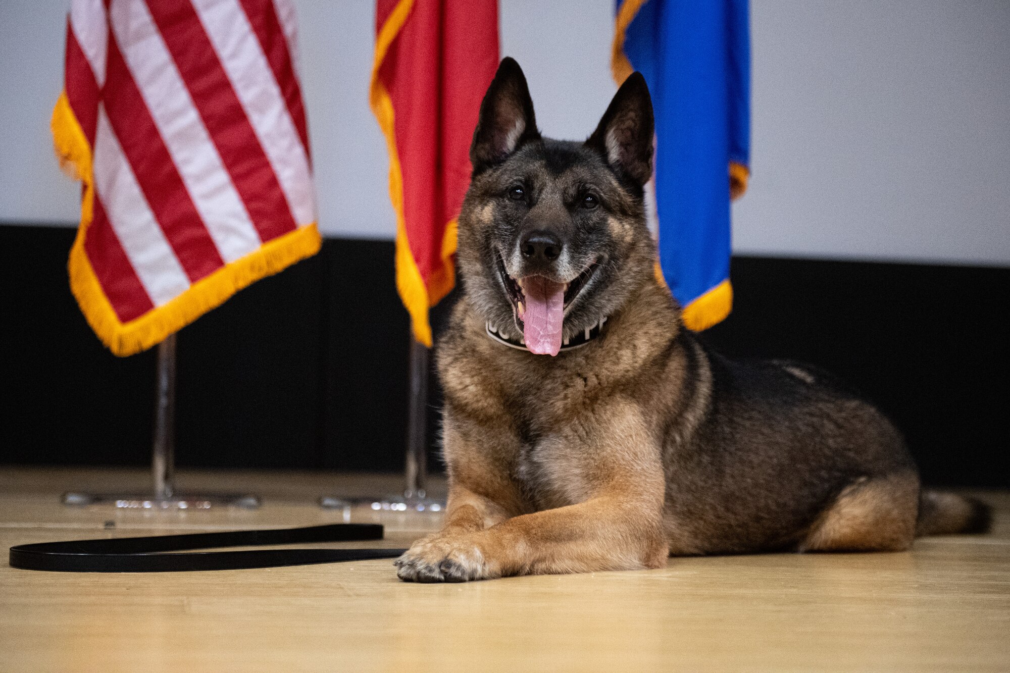 Military working dog Brix lays down on the stage with his tongue hanging out.