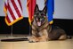 U.S. Air Force military working dog Brix, assigned to the 39th Security Forces Squadron, lays down during his retirement ceremony at Incirlik Air Base, Türkiye, April 26, 2024. Brix joined the Air Force on April 20, 2015 and he served as an explosive detector dog providing substance detection duties in support of surety operations. (U.S. Air Force photo by Staff Sgt. Suzie Plotnikov)