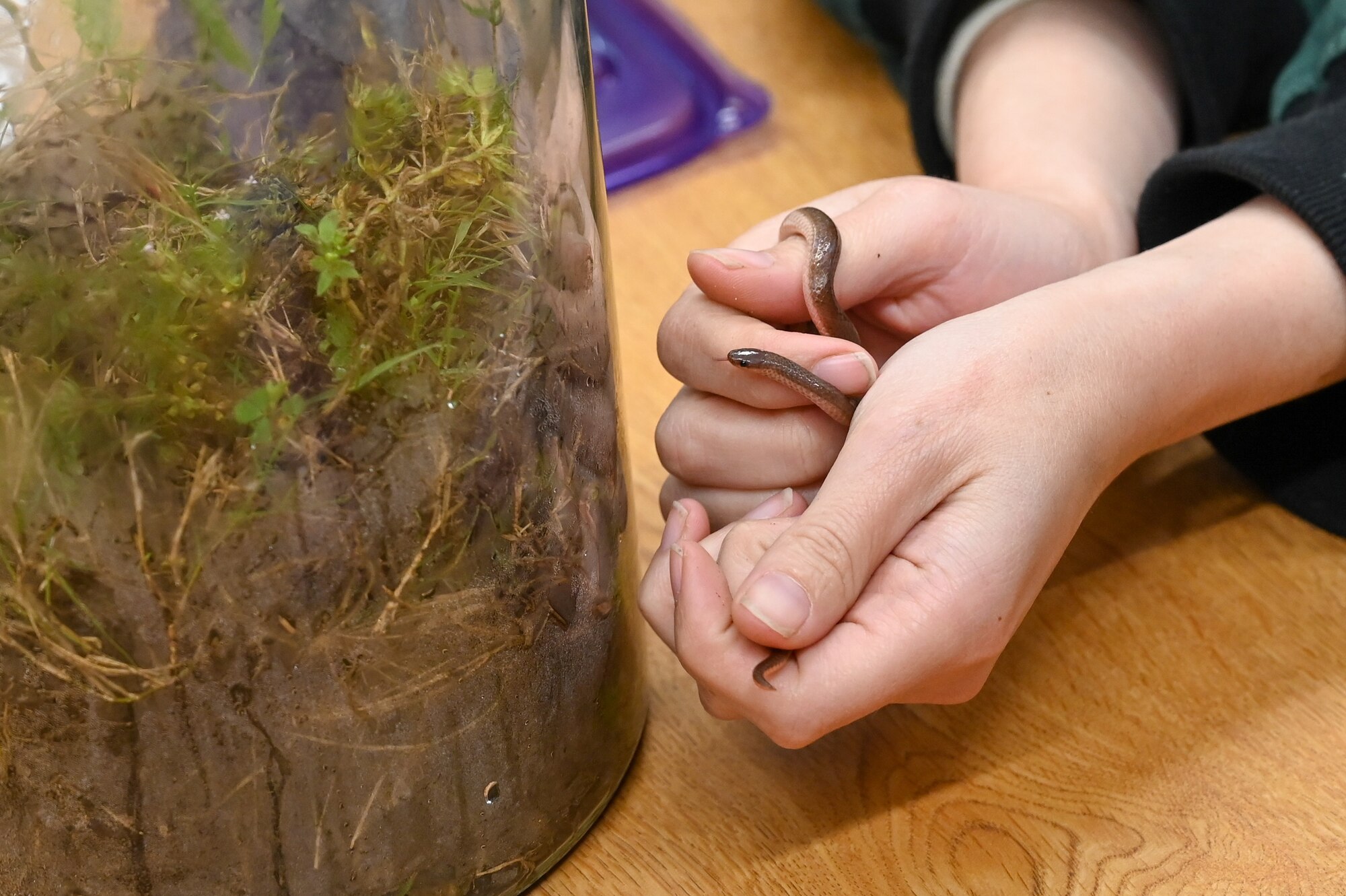 Boyd is shown presenting a Worm Snake at a Kids’ Wildlife Day event held at Bateman Library.