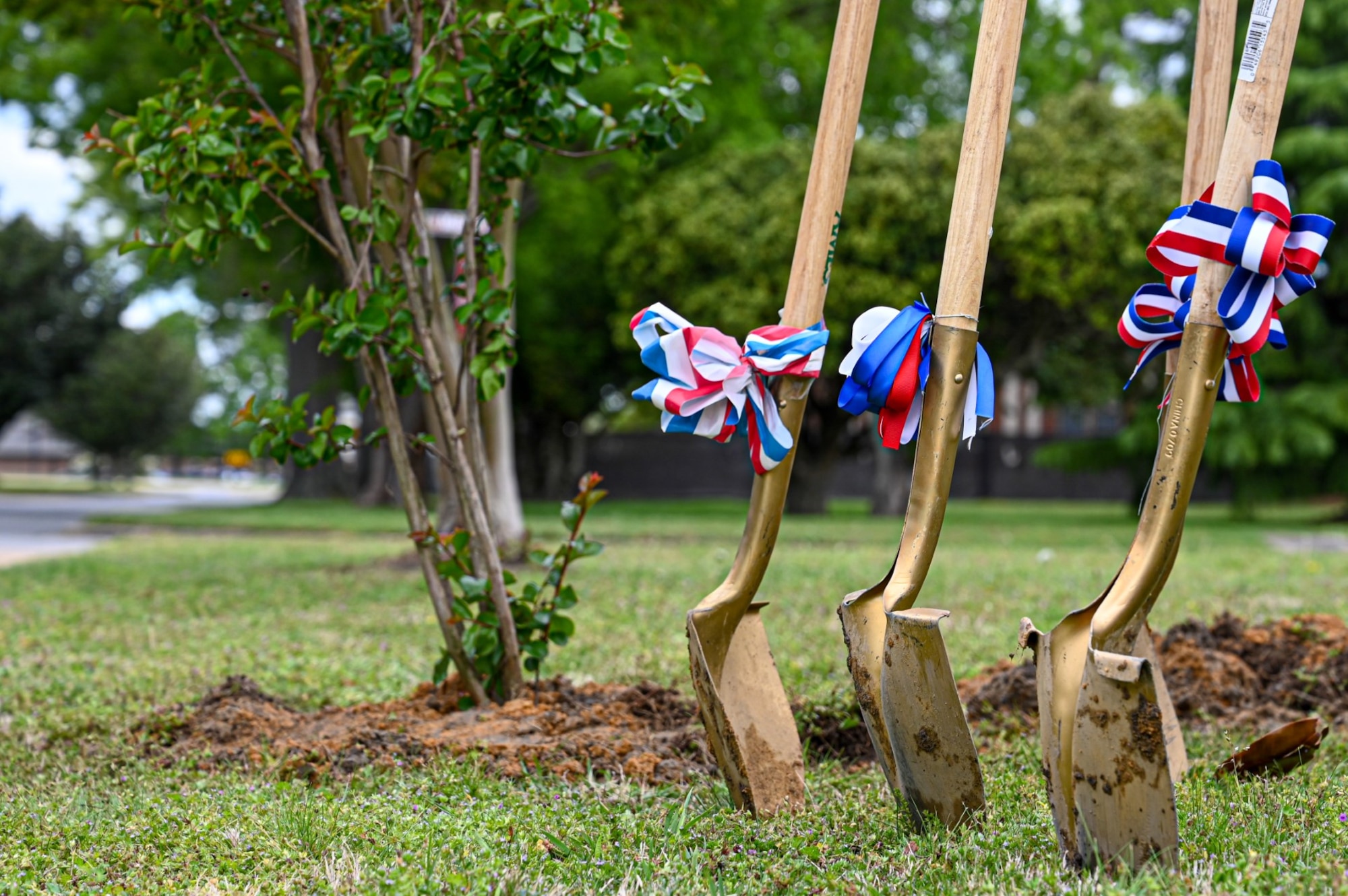 Photo of four gold spray painted shovels in the ground next to the newly planted tree.