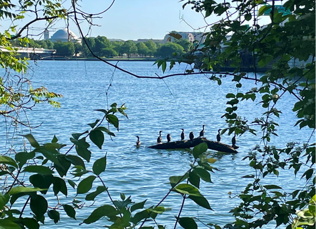 A picture of the Potomac River