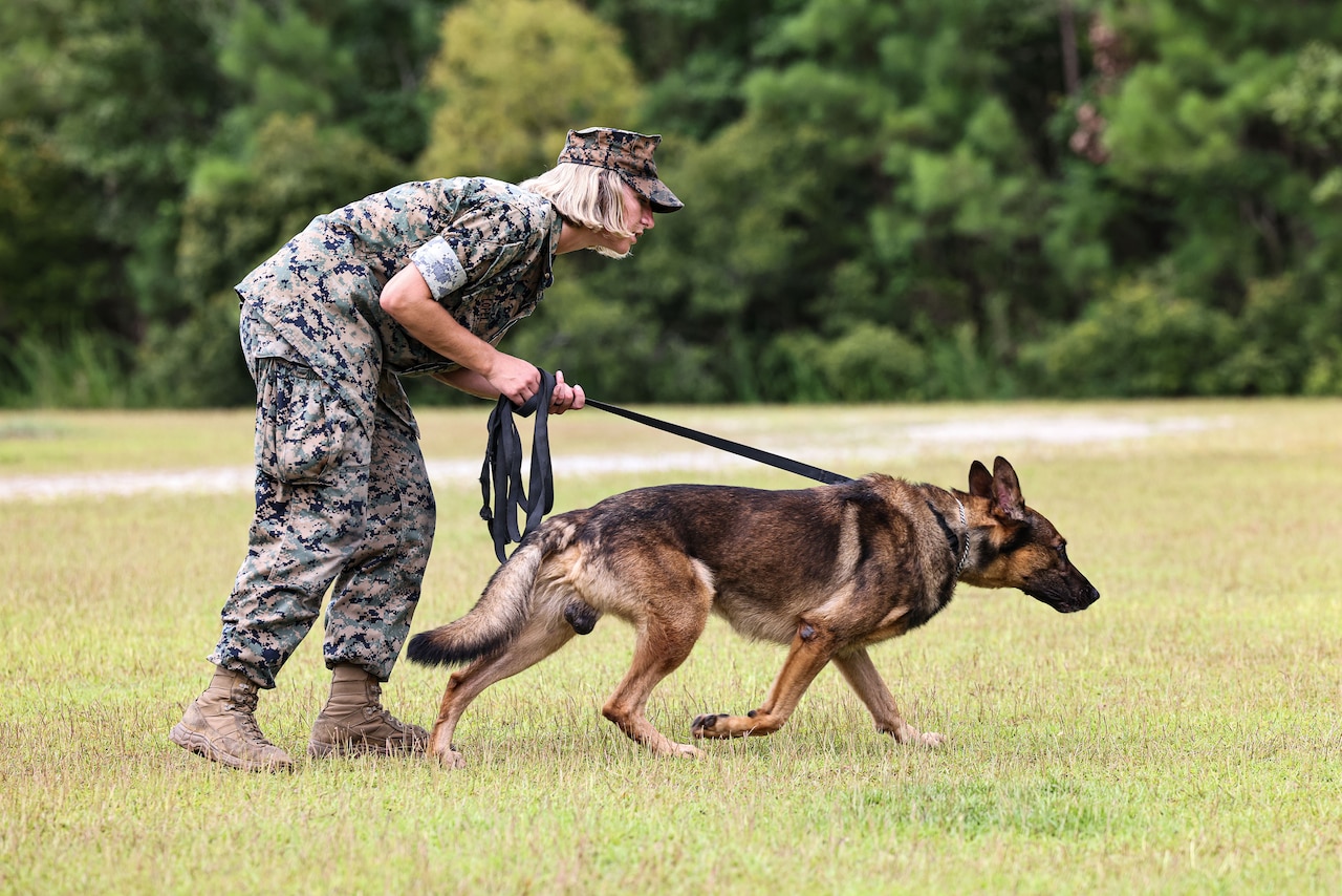 A Marine walks with a military working dog on a leash in a field, both leaning forward.