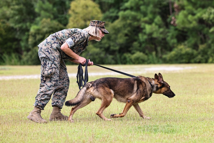 A Marine walks with a military working dog on a leash in a field, both leaning forward.