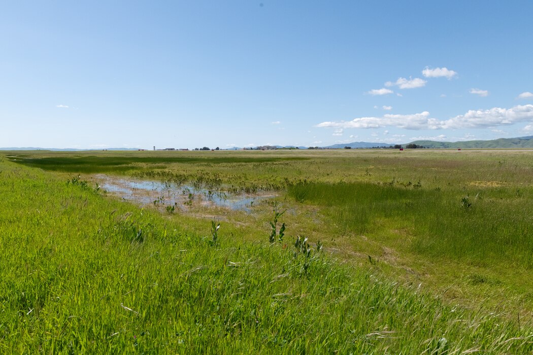 Grassland and vernal pool habitat at Travis Air Force Base.