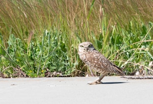 A Burrowing Owl stands near its’ burrow.