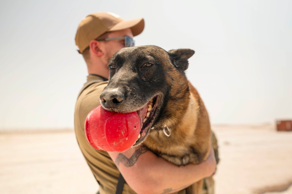 A U.S. Air Force military working dog handler assigned to the 379th Expeditionary Security Forces Squadron holds his MWD during a training exercise at an undisclosed location within the U.S. Central Command area of responsibility, April 29, 2024. The training focused on honing MWD explosive ordnance detection capabilities in an unfamiliar environment. (U.S. Air Force photo by Senior Airman Zachary Foster)