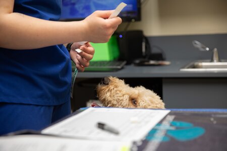 A veterinarian wearing a blue medical outfit is holding a medical device near a light brown dog who is looking up from behind a silver metal operating table.