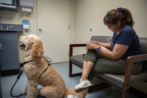 A light brown dog is sitting on the floor in a veterinarian clinic room while his owner is seated next to him filling out a form.