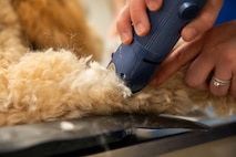 An Army veterinarian uses a dark grey medical device to scan the arm of a light brown dog.