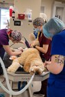 Several Army veterinarians dressed in blue surgical gowns are performing surgery on a large light brown dog, which is on an operating table with a white tube coming from its mouth.