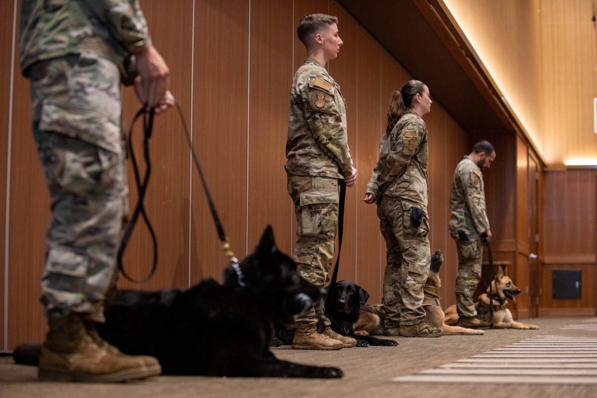 military dog handlers and their dogs stand in a line
