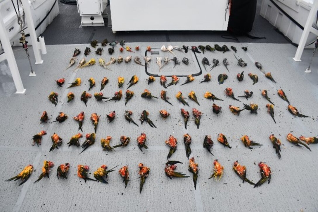 A photo of exotic birds that perished during an interdiction a smuggling vessel by the Coast Guard Cutter Joseph Doyle near Puerto Rico, May 3, 2024.  Four men apprehended in this case are Dominican Republic nationals, who are facing federal criminal charges for smuggling wildlife from the United States and Lacey Act trafficking. (U.S. Coast Guard photo)