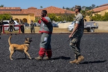 U.S. Marines with Headquarters and Service Battalion, Marine Corps Recruit Depot San Diego, conduct a K-9 military working dog demonstration to educators from Recruiting Stations Dallas, Fort Worth, Phoenix and San Antonio as part of the 2024 Educators Workshop at MCRD San Diego, California, May 7, 2024. Participants of the workshop visited MCRD San Diego to observe recruit training and gain a better understanding about the transformation process recruits undergo to become United States Marines. Educators also received classes and briefs on the benefits that are provided to service members in the United States armed forces. (U.S. Marine Corps photo by Lance Cpl. Jacob B. Hutchinson)
