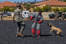 U.S. Marines with Headquarters and Service Battalion, Marine Corps Recruit Depot San Diego, conduct a K-9 military working dog demonstration to educators from Recruiting Stations Dallas, Fort Worth, Phoenix and San Antonio as part of the 2024 Educators Workshop at MCRD San Diego, California, May 7, 2024. Participants of the workshop visited MCRD San Diego to observe recruit training and gain a better understanding about the transformation process recruits undergo to become United States Marines. Educators also received classes and briefs on the benefits that are provided to service members in the United States armed forces. (U.S. Marine Corps photo by Lance Cpl. Jacob B. Hutchinson)