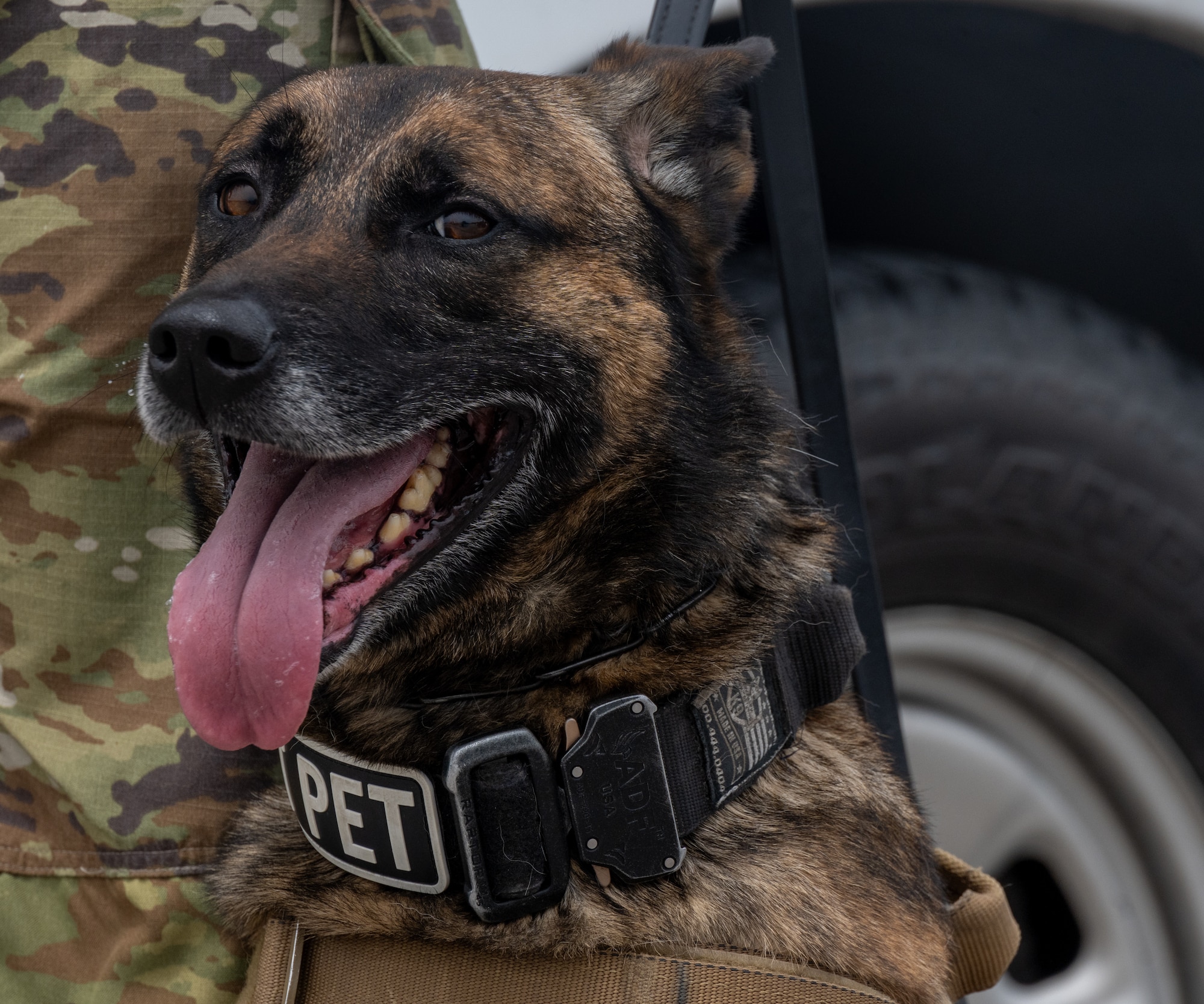 U.S. Air Force Military Working Dog Azir assigned to the 509th Security Forces Squadron, waits to take his final ride to his retirement ceremony at Whiteman Air Force Base, Mo., April 26, 2024. Azir’s retirement ceremony honored the service that Azir provided during his time here and marked his end of watch as a MWD. (U.S. Air Force photo by Senior Airman Hailey Farrell)