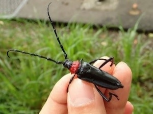 A photo of a black beetle with a red neck and long antennae.