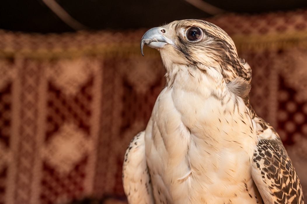 A falcon sits during a Saudi Arabian Culture Day at an undisclosed location within the U.S. Central Command area of responsibility, May 11, 2024. The U.S. remains committed to improving partner relationships to foster a more interoperable force. (U.S. Air Force photo)