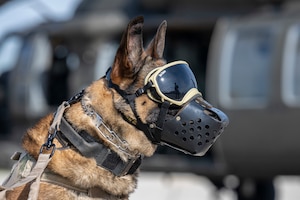 MWD wears  protective goggles and ear protection with aircraft behind.