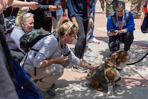 U.S. Marine Corps Pfc. Bruno, the mascot for Marine Corps Recruit Depot San Diego and the Western Recruiting Region, greets educators from Recruiting Stations Dallas, Fort Worth, Phoenix and San Antonio as part of the 2024 Educator’s Workshop at MCRD San Diego, California, May 9, 2024. Participants of the workshop visit MCRD San Diego to observe recruit training and gain a better understanding about the transformation from recruits to United States Marines. Educators also received classes and briefs on the benefits that are provided to service members serving in the United States armed forces. (U.S. Marine Corps photo by Lance Cpl. Jacob B. Hutchinson)