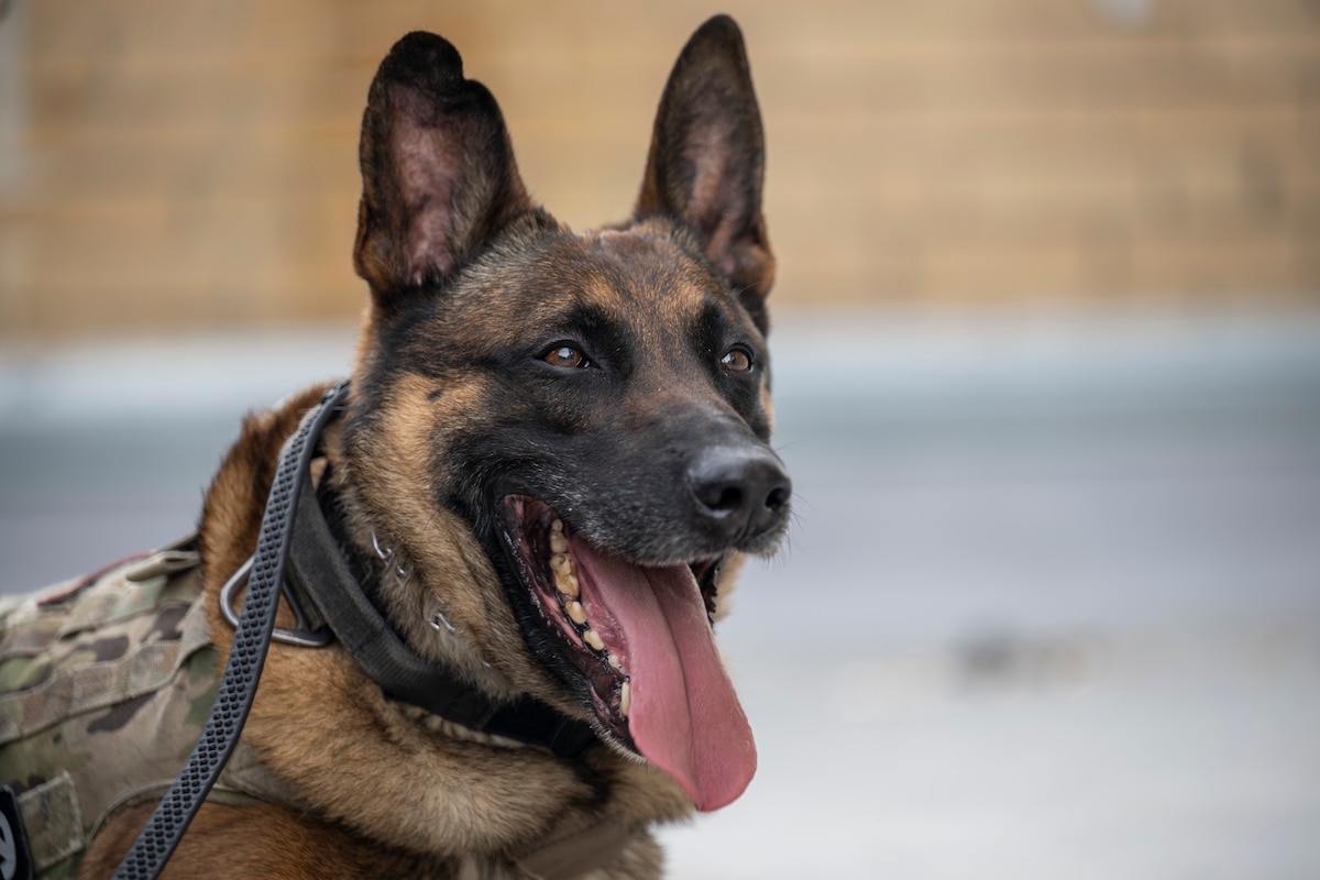 MWD with mouth open
