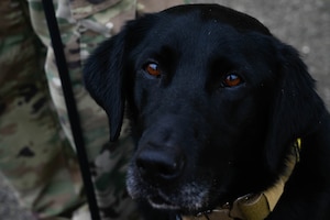 A military working dog waits for orders.