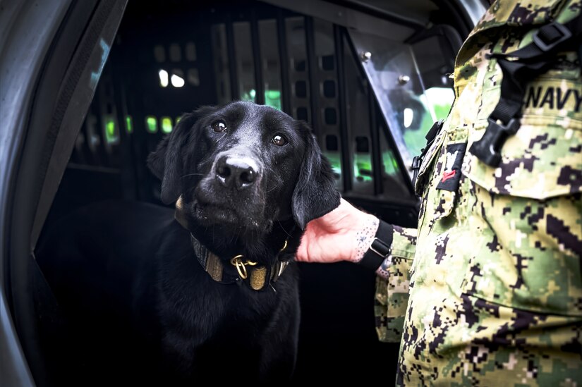 Military working dog Pepper assigned to the 87th Security Forces Squadron, participates in an opening ceremony for Police Week at Joint Base McGuire-Dix-Lakehurst, N.J., May 13, 2024. In 1962, President John F. Kennedy proclaimed May 15 as National Peace Officers Memorial Day and the calendar week in which May 15 falls, as National Police Week.