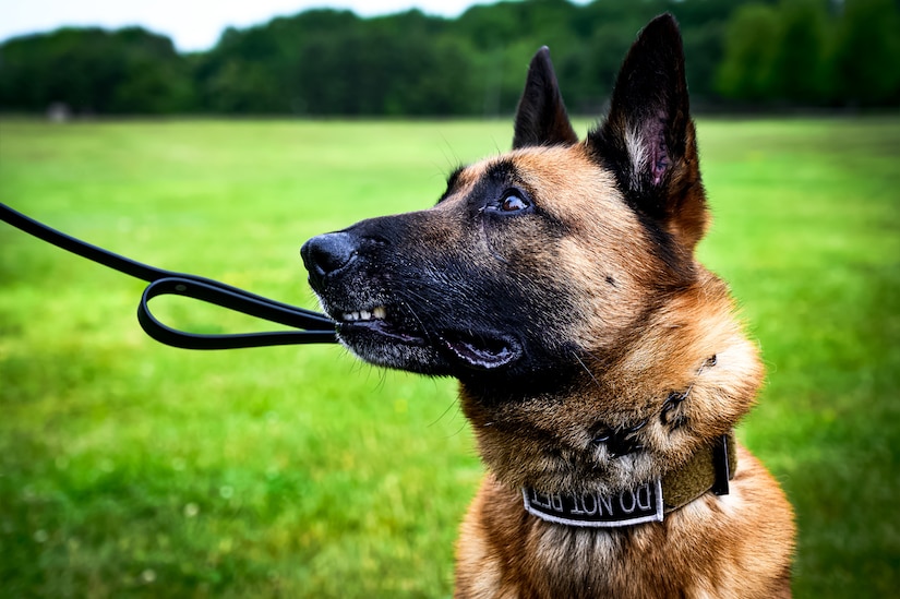 Military working dog Dunco assigned to the 87th Security Forces Squadron participates in an opening ceremony for Police Week at Joint Base McGuire-Dix-Lakehurst, N.J., May 13, 2024. In 1962, President John F. Kennedy proclaimed May 15 as National Peace Officers Memorial Day and the calendar week in which May 15 falls, as National Police Week.