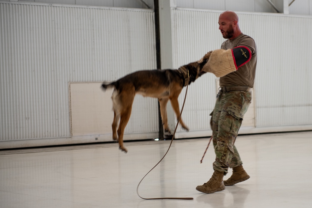 Military working dog handler works with a military working dog