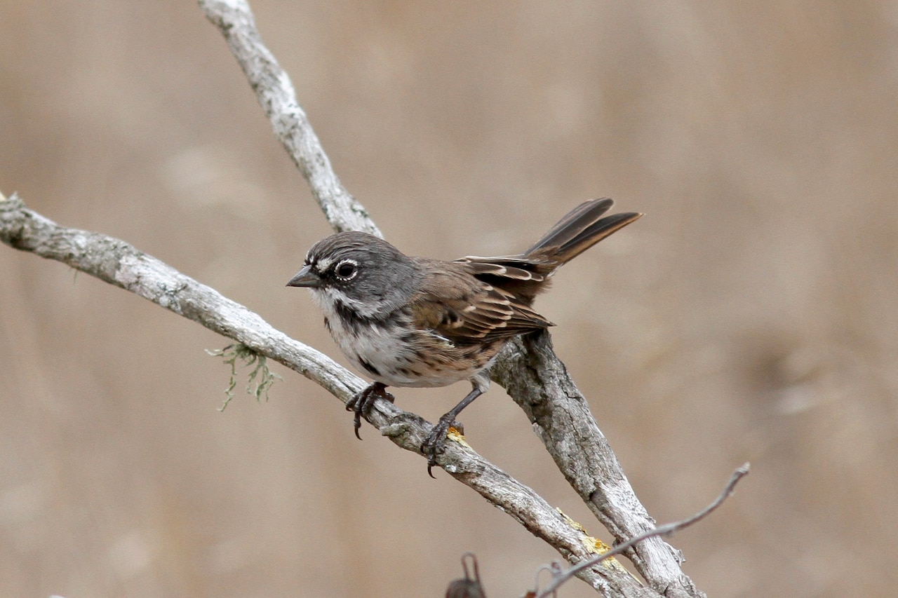 A bird balances on a tree limb.