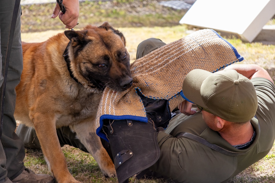 Military Working Dog Thor, a 5-year-old male Belgian Malinois, engages in bite-work training with his handler, Cpl. Taylor Purdy and Cpl. Antonio Higuera, on the receiving end of the bite, wears protective gear and plays the role of a criminal resisting arrest.