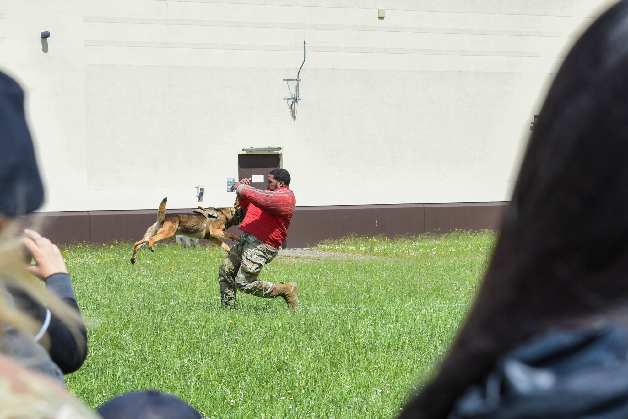 A man is bitten by a dog during a K9 demonstration.