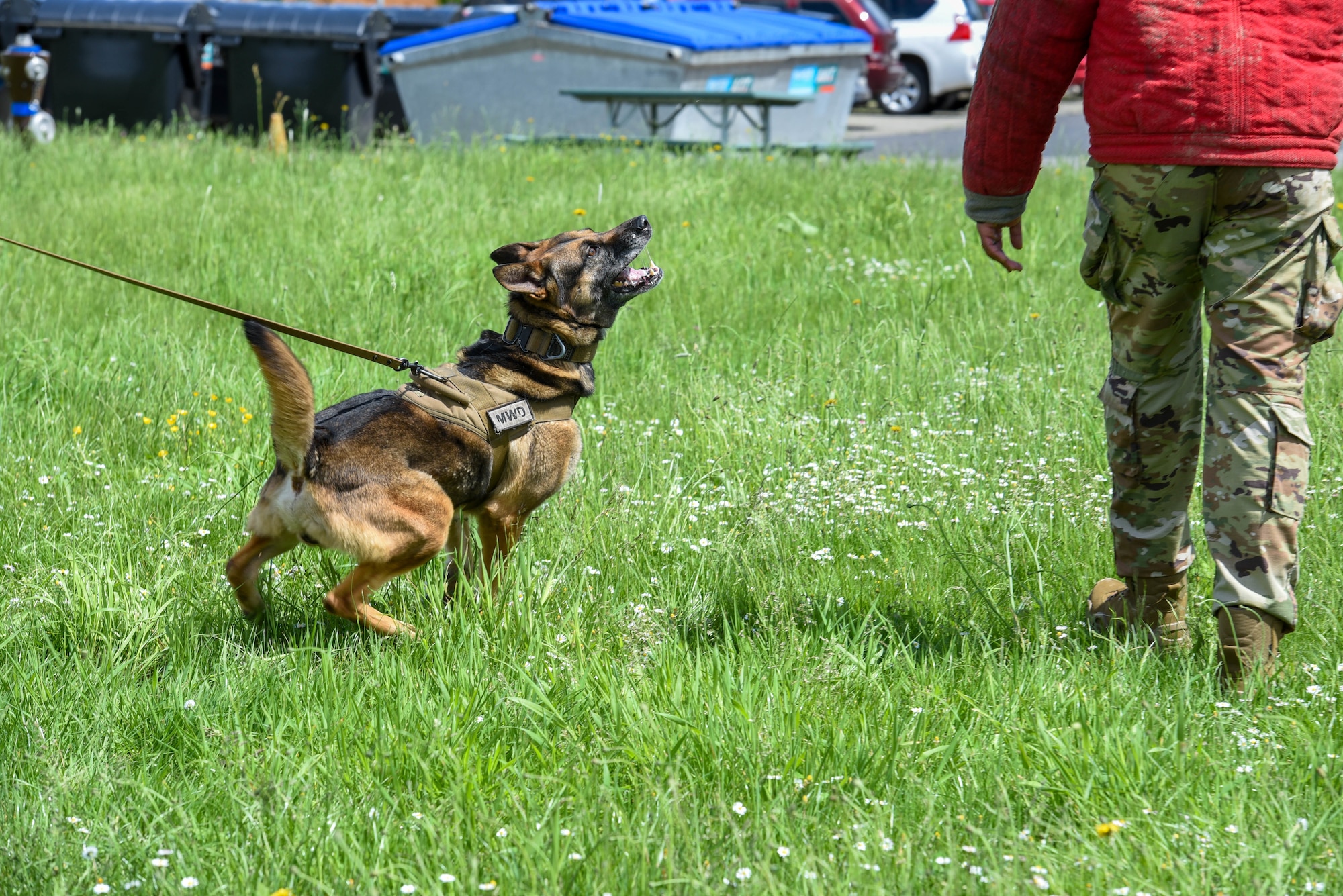 A dog is walking towards a service member.