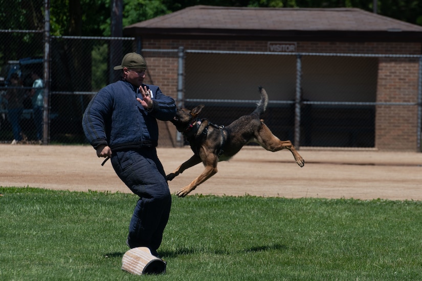 Working dog in training