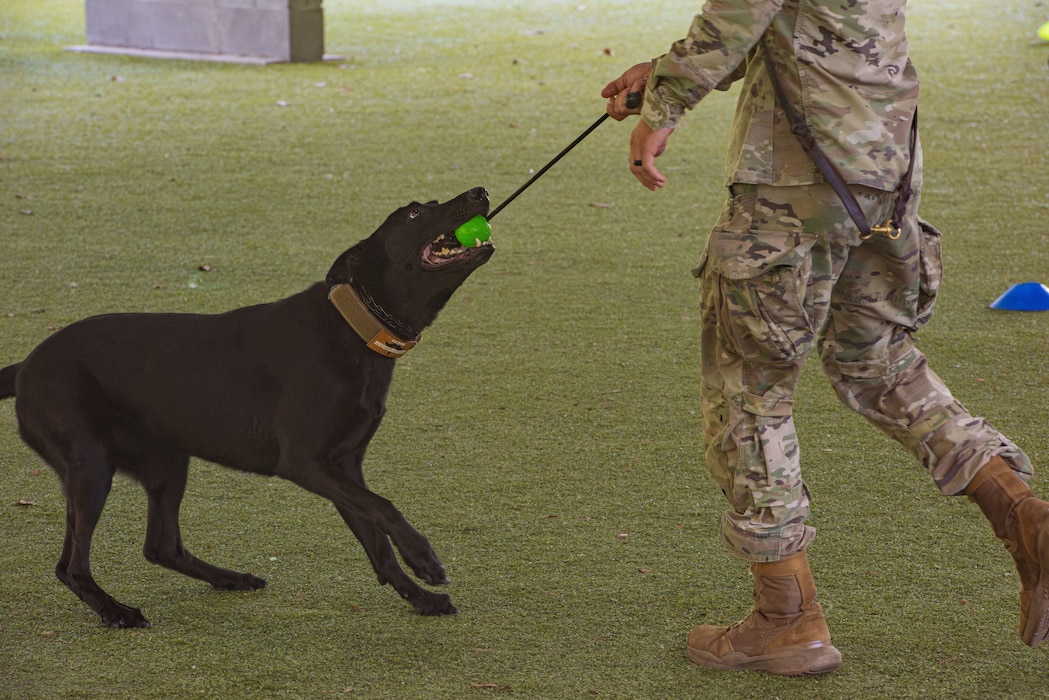 Ewart, U.S. Air Force Military Working Dog assigned to the 23rd Security Forces Squadron, participates in a K-9 competition during National Police Week at Moody Air Force Base, Georgia, May 15, 2024. The K-9 competition had 10 handlers and their K-9’s compete in three events and were graded on how well they completed each section. (U.S. Air Force photo by Airman 1st Class Sir Wyrick)