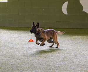 Maverick, a local law enforcement K-9, participates in a K-9 competition during National Police Week at Moody Air Force Base, Georgia, May 15, 2024. The K-9 competition involved local and base K-9’s participating in drills and exercises, with grading determining the winner. (U.S. Air Force photo by Airman 1st Class Sir Wyrick)